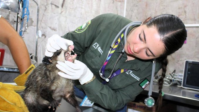 💙 Un pequeño visitante silvestre nos recordó la importancia de convivir en armonía con la naturaleza