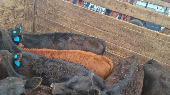 Policías Estatales continúan desarrollando Operativos en el combate al abigeato, aseguran doce cabezas de ganado en Pabellón de Arteaga sin guía de traslado
