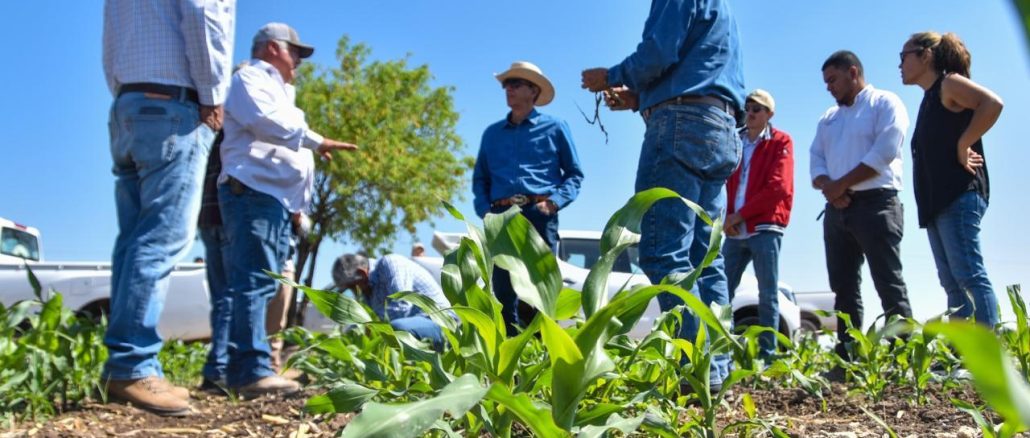 Con las lluvias y semilla certificada, llegan nuevas oportunidades para productores como José