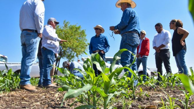 Con las lluvias y semilla certificada, llegan nuevas oportunidades para productores como José