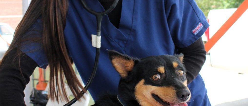 ¡Gracias, San Francisco de los Romo! 🐱🐶