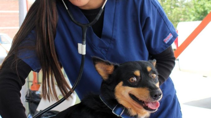 ¡Gracias, San Francisco de los Romo! 🐱🐶