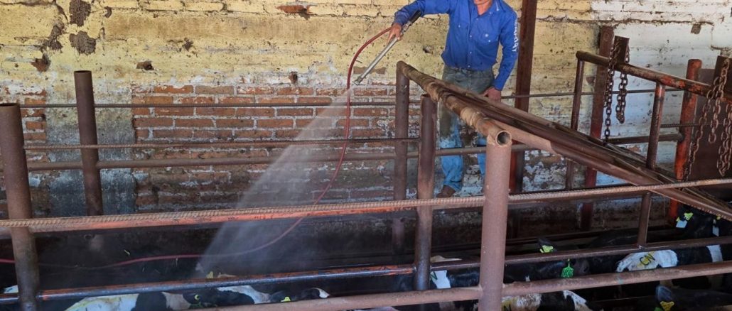 Corrales de tratamiento apoyan la atención oportuna del gusano barrenador