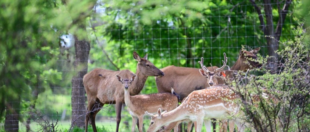 ¡Tenemos cinco nuevos habitantes en el Parque Rodolfo Landeros! 🦌💕