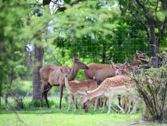 ¡Tenemos cinco nuevos habitantes en el Parque Rodolfo Landeros! 🦌💕