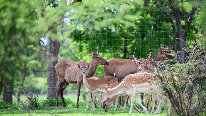 ¡Tenemos cinco nuevos habitantes en el Parque Rodolfo Landeros! 🦌💕