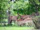 ¡Tenemos cinco nuevos habitantes en el Parque Rodolfo Landeros! 🦌💕