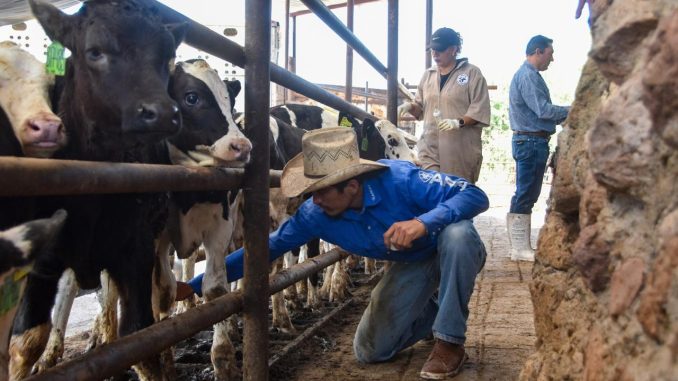 Gestiona Aguascalientes estrategia para combatir al gusano barrenador