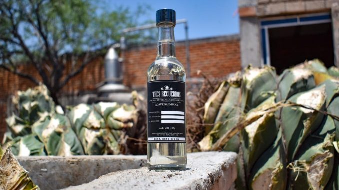 Diseñan estrategias que impulsen la exportación y posicionamiento del Mezcal de Aguascalientes