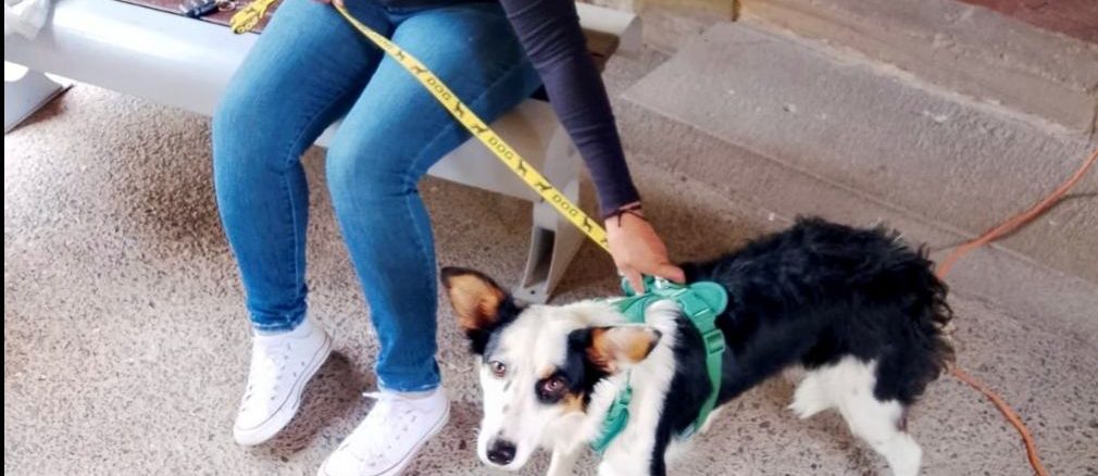 Municipio e ISSEA realizarán nuevas Jornadas de Esterilización canina y felina