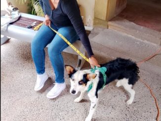 Municipio e ISSEA realizarán nuevas Jornadas de Esterilización canina y felina
