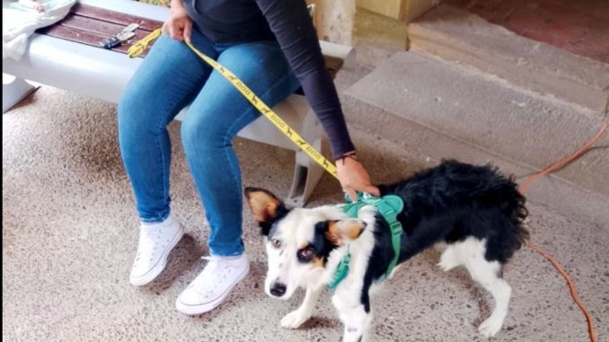 Municipio e ISSEA realizarán nuevas Jornadas de Esterilización canina y felina