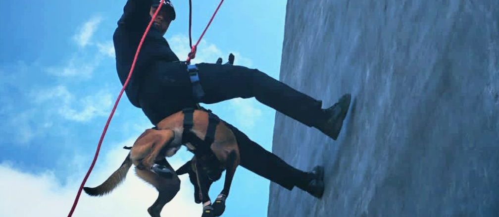 Participan Binomios caninos de la Policía Municipal en Diplomado Táctico en Veracruz