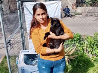 Anuncian Municipio e ISSEA Jornadas de Esterilización canina y felina en Pirules y la Purísima