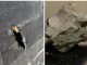 Meteorito que cayó en casa de EE.UU. revela datos sobre componentes fuera de la Tierra para la vida