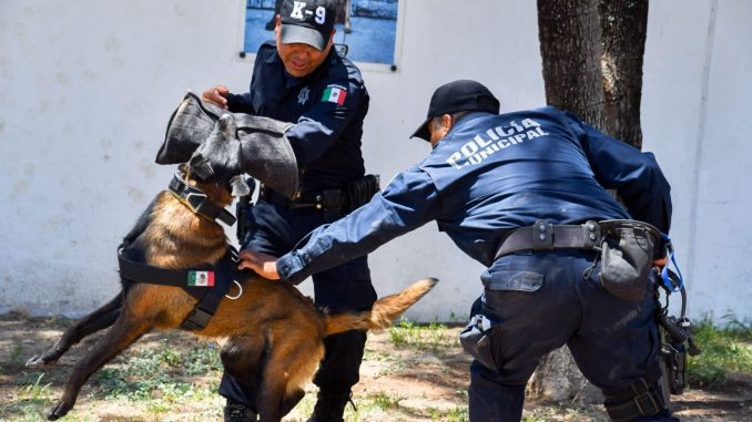 En el Marco del Día Mundial del Perro, reconoce Municipio labor de la Unidad K-9 de la Policía Municipal