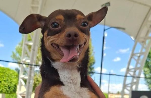 🐶🐾 En el Día del Perro, celebramos a esos compañeros incondicionales