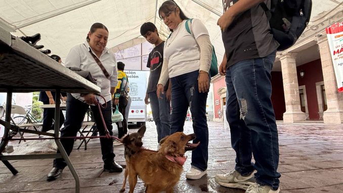 Invita Municipio a participar en la Feria de Adopción de mascotas en el Quincenario de la Asunción 2026
