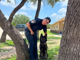 Policías del Grupo K9 se capacitan en Texas; fortalecerán la Seguridad con nuevos Binomios especializados