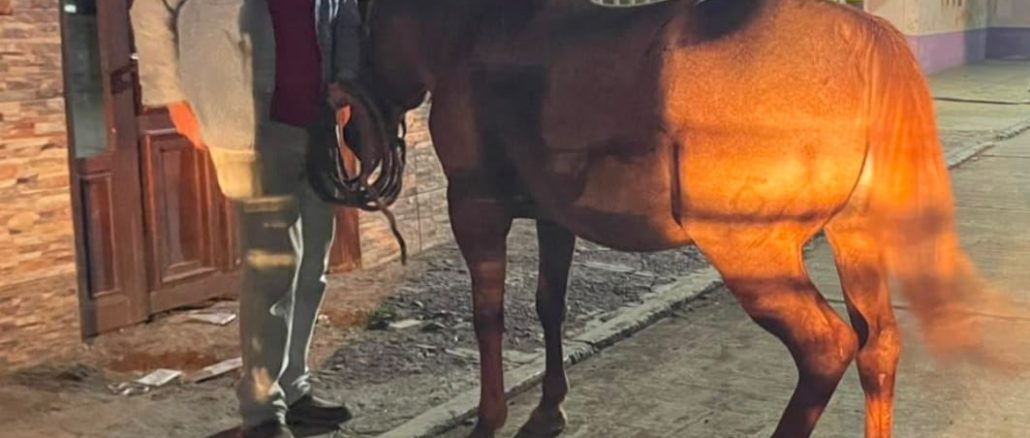 Policías del Mando Coordinado detuvieron a sujeto que fue señalado como presunto responsable de robo de una yegua en Pabellón de Arteaga