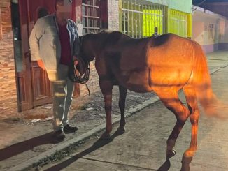 Policías del Mando Coordinado detuvieron a sujeto que fue señalado como presunto responsable de robo de una yegua en Pabellón de Arteaga