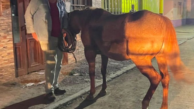 Policías del Mando Coordinado detuvieron a sujeto que fue señalado como presunto responsable de robo de una yegua en Pabellón de Arteaga
