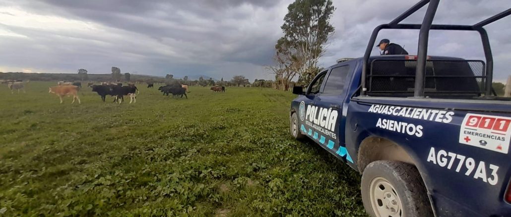 Oficiales del Mando Coordinado localizan 11 cabezas de ganado bovino reportadas como extraviadas en el Municipio de El Llano