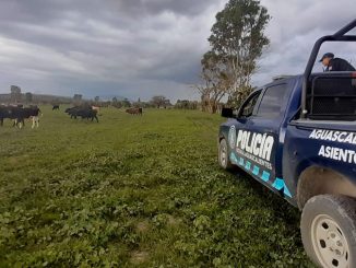 Oficiales del Mando Coordinado localizan 11 cabezas de ganado bovino reportadas como extraviadas en el Municipio de El Llano