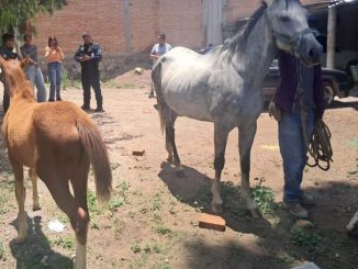 Policías Estatales localizan en el Arroyo El Relicario en el oriente del Municipio Capital una yegua y su potranca con reporte de extravío