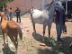 Policías Estatales localizan en el Arroyo El Relicario en el oriente del Municipio Capital una yegua y su potranca con reporte de extravío