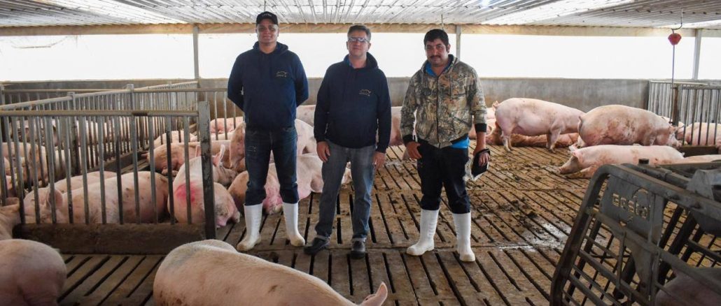 Aguascalientes es líder en producción de carne de cerdo
