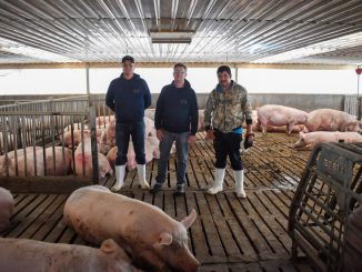 Aguascalientes es líder en producción de carne de cerdo