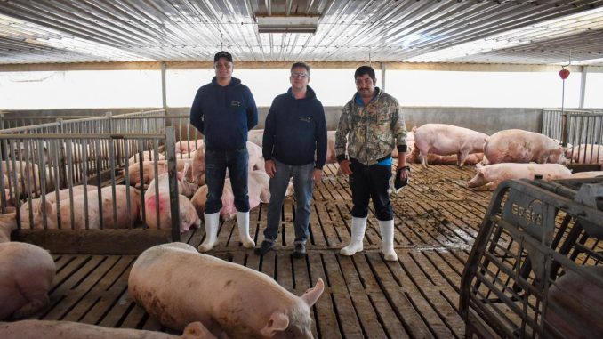Aguascalientes es líder en producción de carne de cerdo