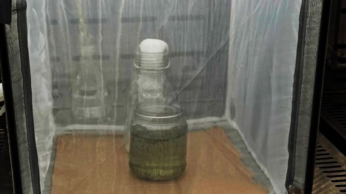 Aguascalientes implementa nueva estrategia para combatir el dengue