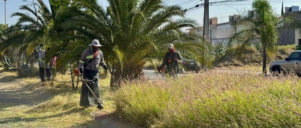Realiza Municipio de Aguascalientes mega operativo de desmalezado y limpieza en la Av. Mariano Escobedo
