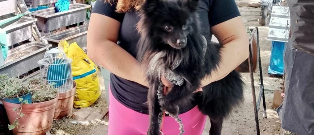 Municipio e ISSEA realizarán esterilizaciones gratuitas para caninos y felinos en el fraccionamiento Insurgentes