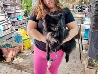 Municipio e ISSEA realizarán esterilizaciones gratuitas para caninos y felinos en el fraccionamiento Insurgentes