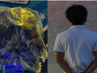 Policías Estatales detienen en la comunidad de Los Arellano a sujeto en poder de bolsas con hierba verde al parecer marihuana