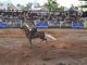 Feria Internacional del Caballo 2026 cierra con éxito, 80 mil visitas y saldo blanco