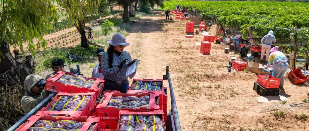 Productores de uva de Cosío podrán vender mejor sus cosechas con el apoyo de la Gobernadora Tere Jiménez