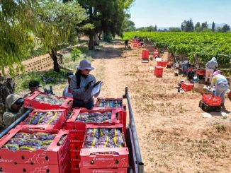 Productores de uva de Cosío podrán vender mejor sus cosechas con el apoyo de la Gobernadora Tere Jiménez