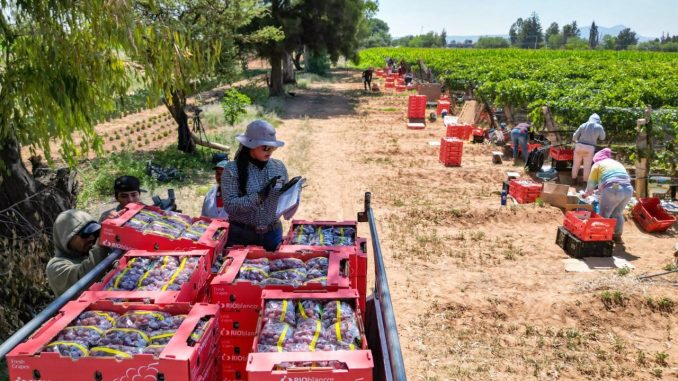 Productores de uva de Cosío podrán vender mejor sus cosechas con el apoyo de la Gobernadora Tere Jiménez