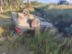 Policías Estatales intervienen en accidente tipo salida de camino en el Municipio de El Llano