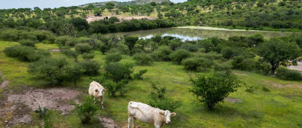 Más de 6 mil bordos fortalecen las actividades agrícolas y ganaderas en Aguascalientes