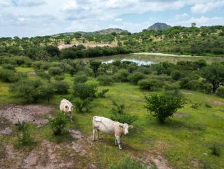 Más de 6 mil bordos fortalecen las actividades agrícolas y ganaderas en Aguascalientes