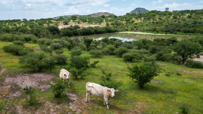 Más de 6 mil bordos fortalecen las actividades agrícolas y ganaderas en Aguascalientes
