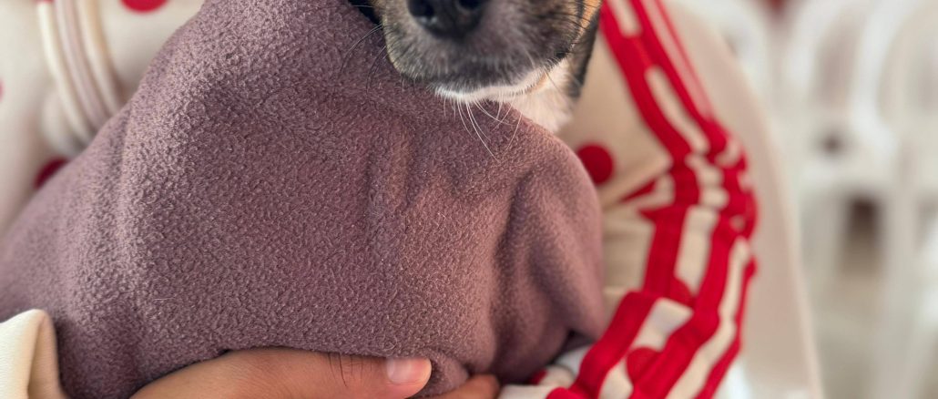 Seguirán las esterilizaciones para que Mascotas tengan vida feliz: Alma Hilda