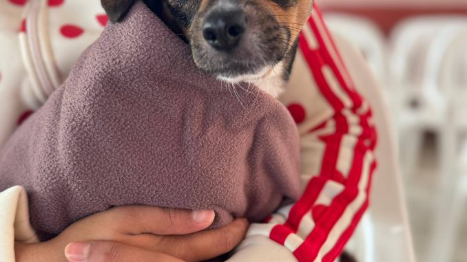Seguirán las esterilizaciones para que Mascotas tengan vida feliz: Alma Hilda