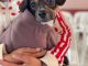 Seguirán las esterilizaciones para que Mascotas tengan vida feliz: Alma Hilda