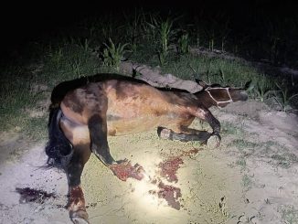 Policías Estatales atienden accidente contra un semoviente en Rincón de Romos, su jinete fue trasladado en código rojo al hospital